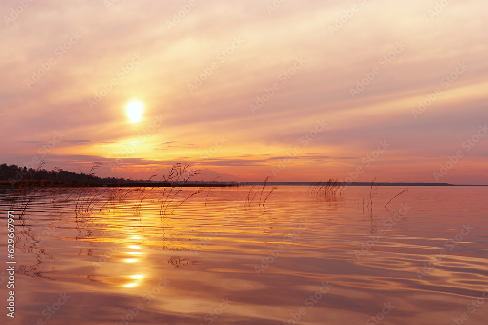 Aesthetic sunset on lake, plant reeds growth in water orange colored sky background, vibrant clouds and surface water. Nature scenery summer lake with reflections, sunset gradient, beauty nature