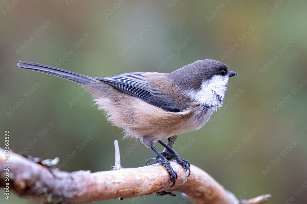 Fototapeta premium Siberian tit