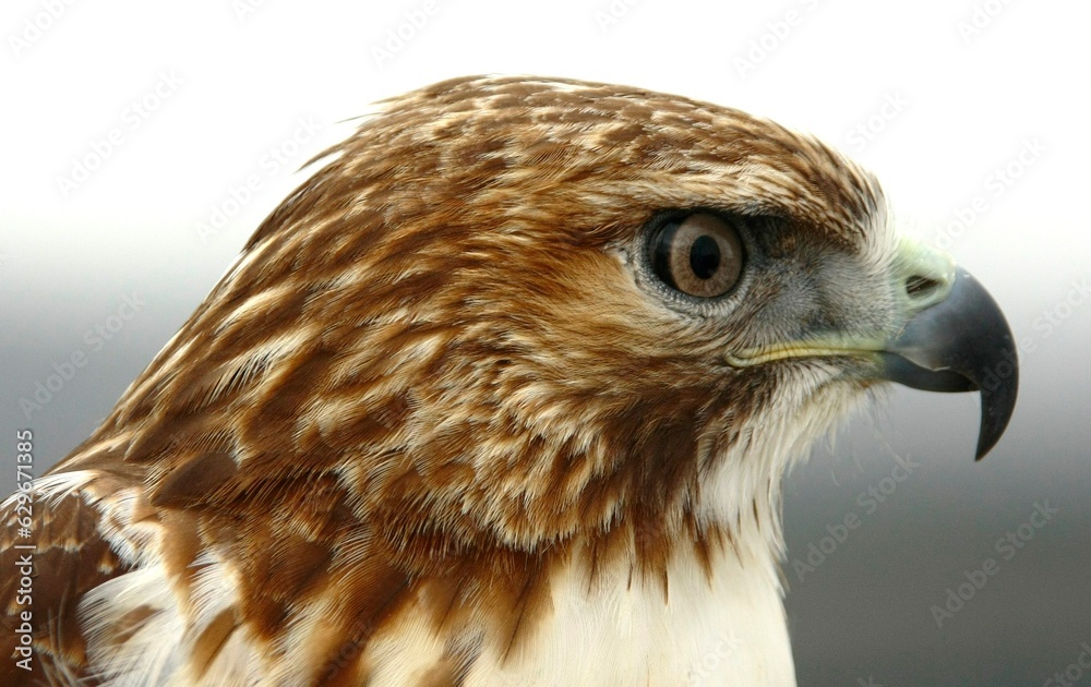 beautiful bird of prey beautiful bird of prey