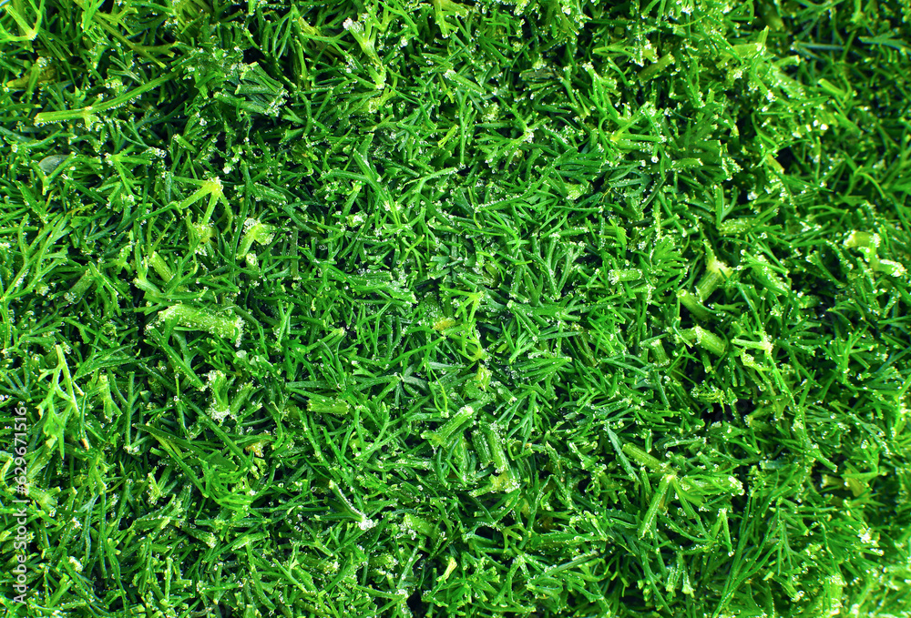 Chopped frozen dill close up Chopped frozen dill close up