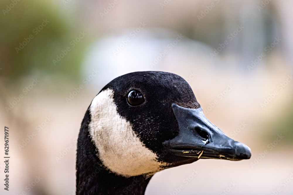 Closeup shot of details on a beautiful Canadian goose face Closeup shot of details on a beautiful Canadian goose face
