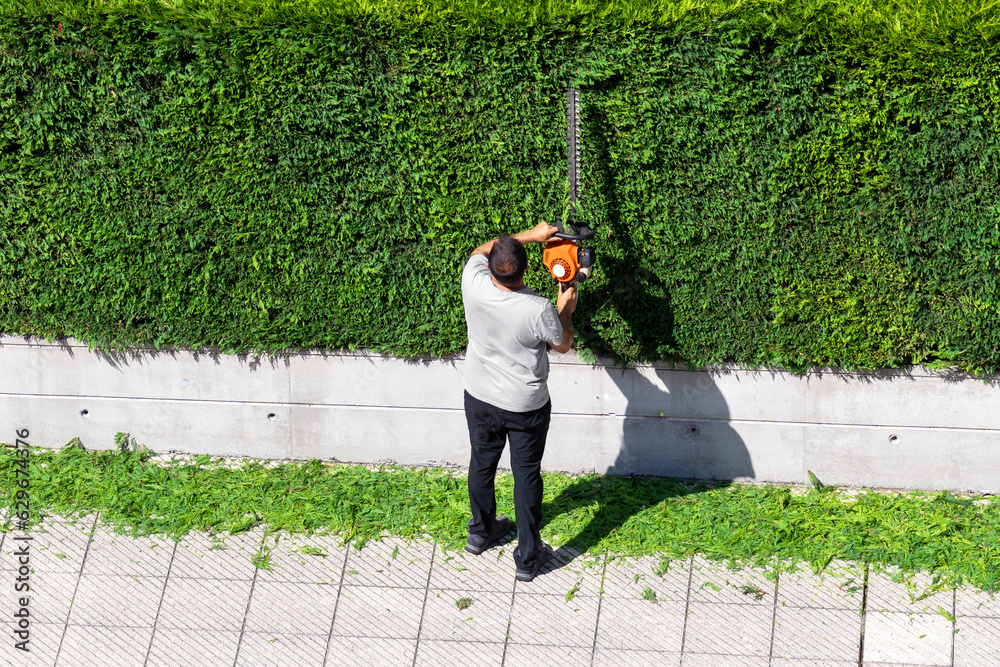 Fototapeta premium Landscaper is trimming green hedge. Professional gardener in a uniform cuts cypress leaves