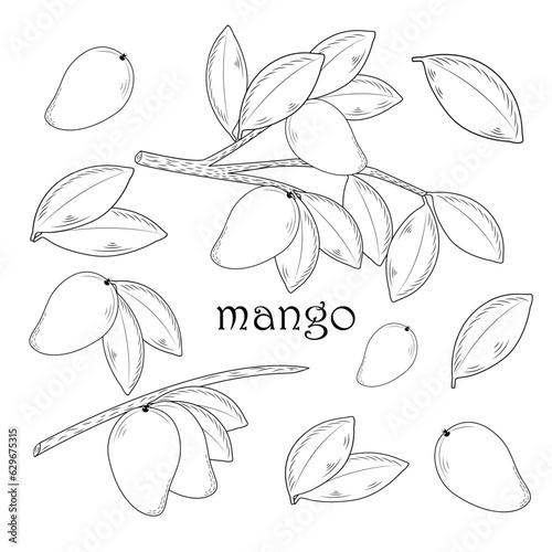 collection of mango, mango with leaf,leaf,vector illustration eps 10