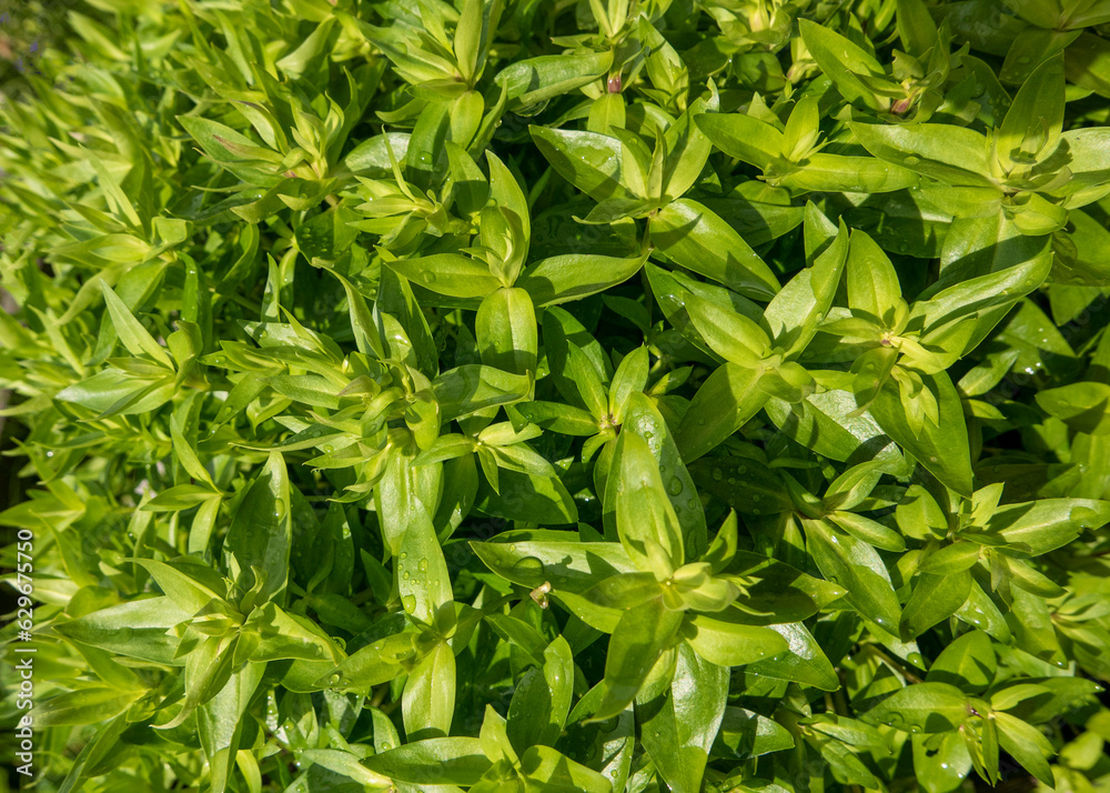 vivid wide-screen image of lush nature in summer vivid wide-screen image of lush nature in summer