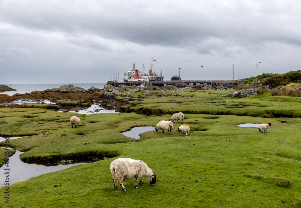 a flock of sheep near the jetty on the island of Colonsay in Scotland