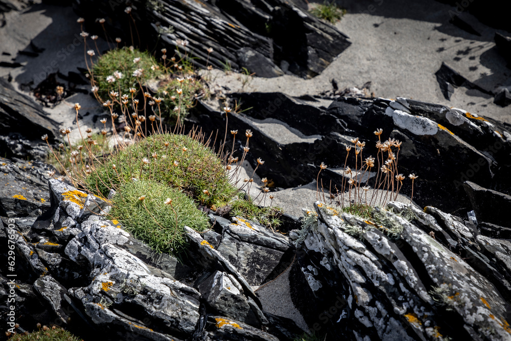 Colorful Sea Thrift flowers and lichen growing on Isle of Colonsay rocks at shore of Kiloran Bay in Scotland UK