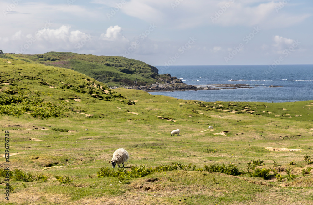 A flock of sheep on the isle of Colonsay, Scotland