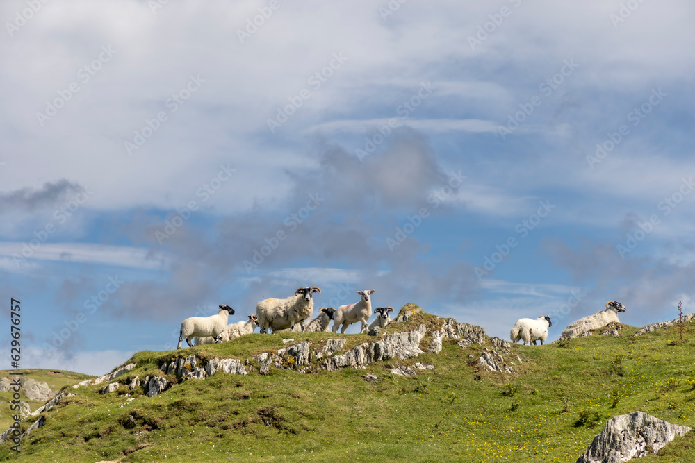 A flock of sheep on the isle of Colonsay, Scotland