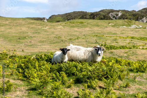 Obraz na płótnie A flock of sheep on the isle of Colonsay, Scotland w salonie