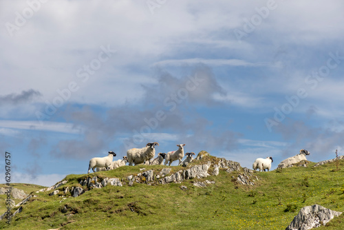 Obraz na płótnie A flock of sheep on the isle of Colonsay, Scotland w salonie