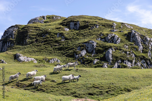 Obraz na płótnie A flock of sheep on the isle of Colonsay, Scotland w salonie