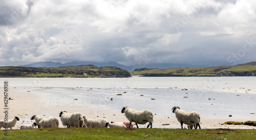 Obraz na płótnie A flock of sheep on the isle of Colonsay, Scotland w salonie