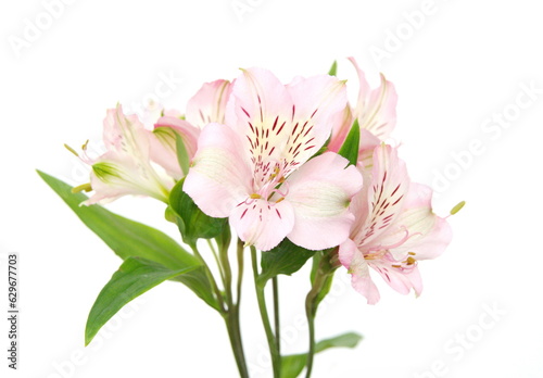 Pink Alstroemeria in bloom  commonly called the Peruvian lily or lily of the Incas  genus of flowering plants in the family Alstroemeriaceae  on white background