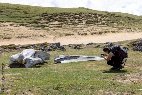 Whale bones on Kiloran Bay on the isle of Colonsay in Scotland photo