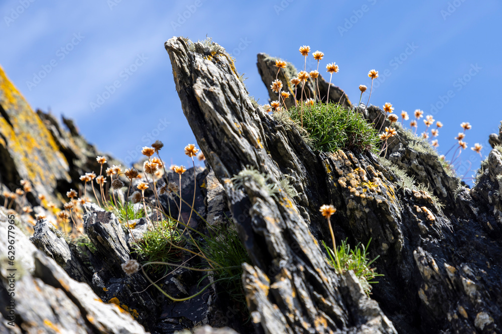 Colorful Sea Thrift flowers and lichen growing on Isle of Colonsay rocks at shore of Kiloran Bay in Scotland UK