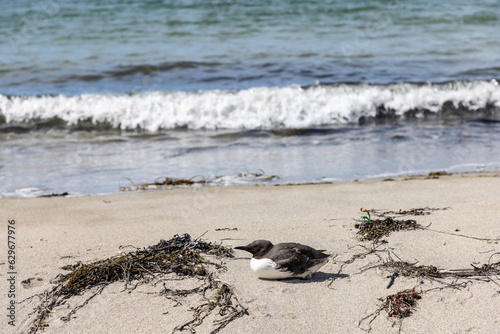 young guillemot on the beach
