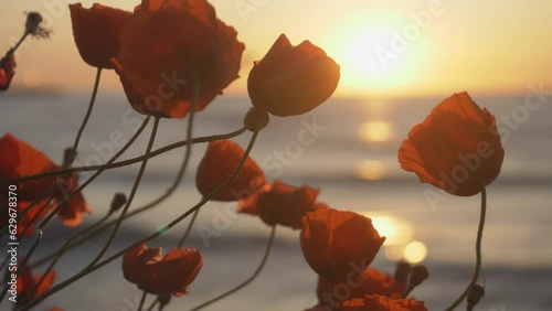 Detail of poppies on beach against sunrise light