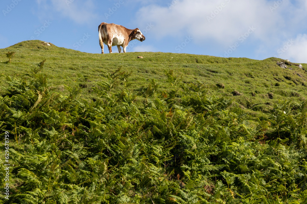 single cow grazes on isle of Colonsy, Scotland