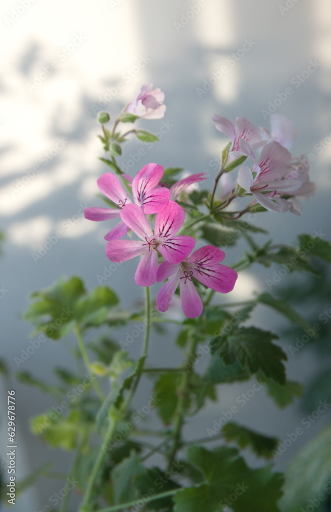 Bouquet of scented pelargoniums, Pelargonium graveolens plant with pink flowers, Bouquet of scented pelargoniums, Pelargonium graveolens plant with pink flowers,