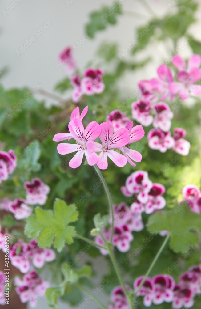 Bouquet of scented pelargoniums, Pelargonium graveolens plant with pink flowers, Bouquet of scented pelargoniums, Pelargonium graveolens plant with pink flowers,