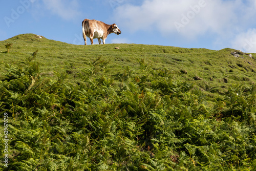 Obraz na płótnie single cow grazes on isle of Colonsy, Scotland w salonie
