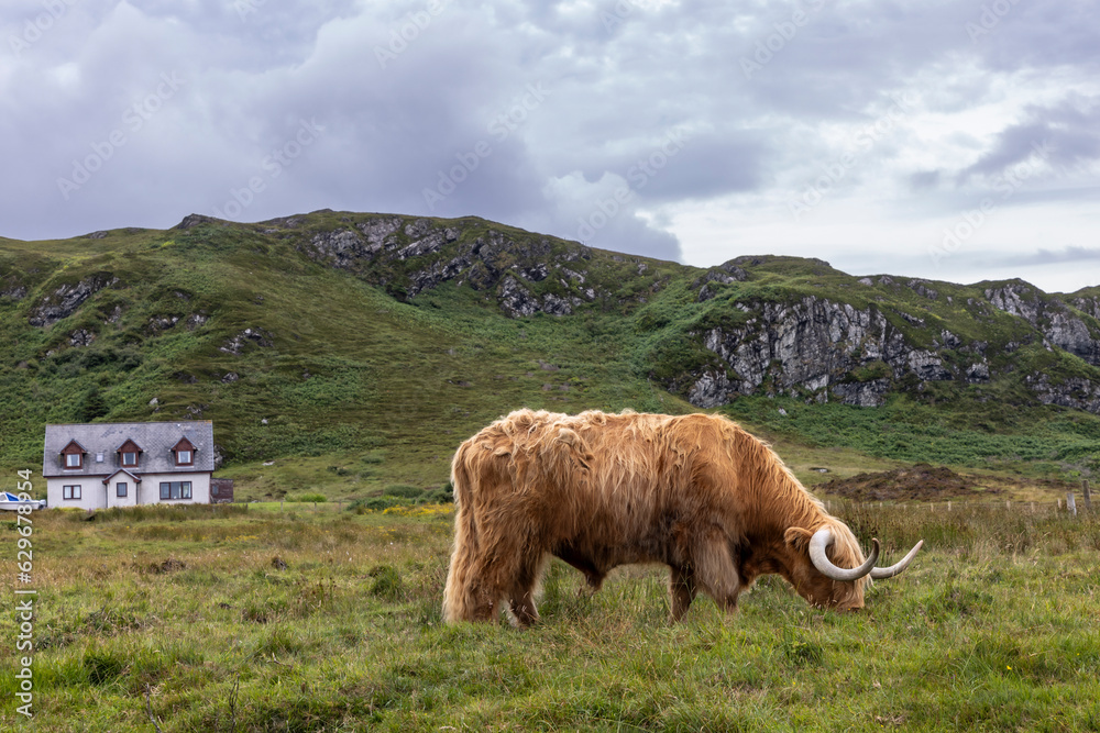 highland cattle ( Kyloe) on the isle of Colonsay in Scotland