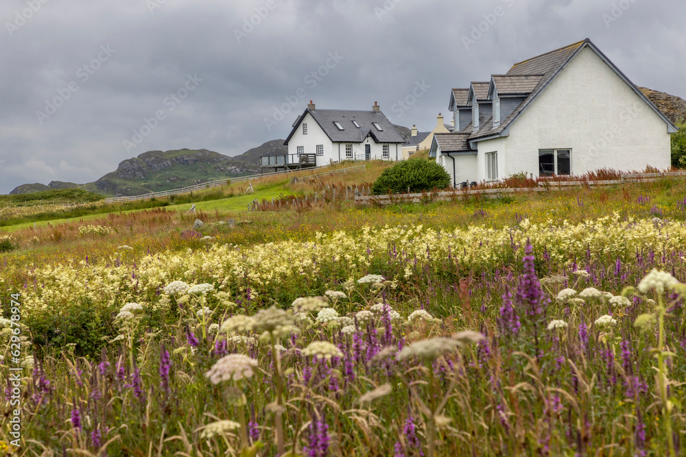 Flowering meadow in summer on the isle of Colonsay in Scotland