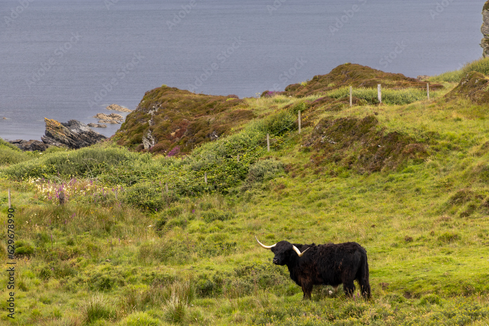 highland cattle ( Kyloe) on the isle of Colonsay in Scotland