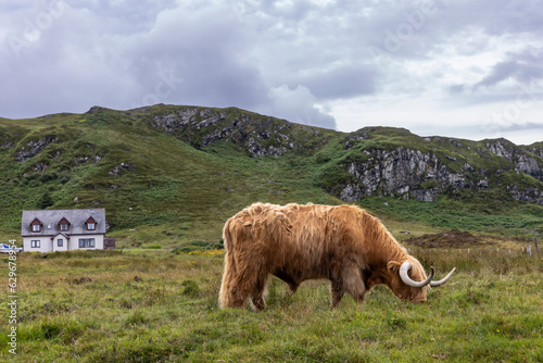 highland cattle ( Kyloe)  on the isle of Colonsay in Scotland photo