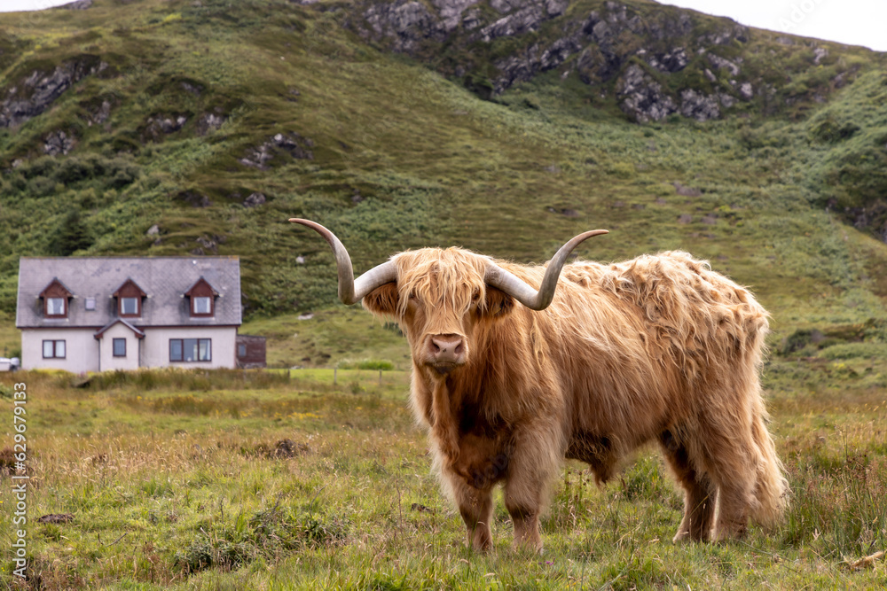 highland cattle ( Kyloe) on the isle of Colonsay in Scotland