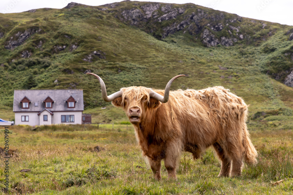 highland cattle ( Kyloe) on the isle of Colonsay in Scotland