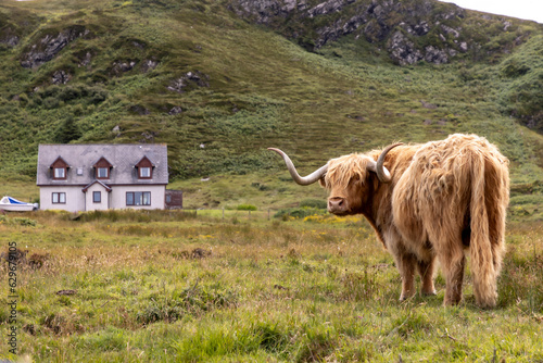 highland cattle ( Kyloe)  on the isle of Colonsay in Scotland photo