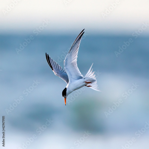 This Lesser Tern is scanning the surf below, looking for minnows.   The terns are diving about 20-50 feet from the shoreline.  We will see more of this one shortly. photo