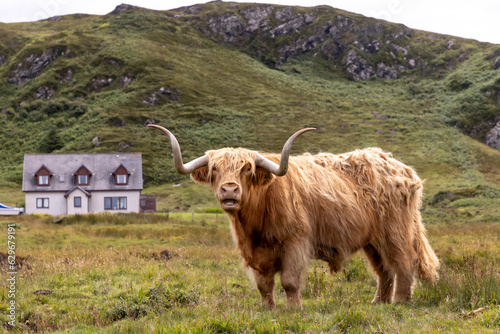 Obraz na płótnie highland cattle ( Kyloe) on the isle of Colonsay in Scotland w salonie