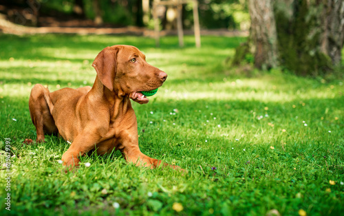 A dog of the Hungarian Vizsla breed lies on the green grass in the park. The dog holds a toy ball in its mouth. He turned his head to the side. The photo is blurred