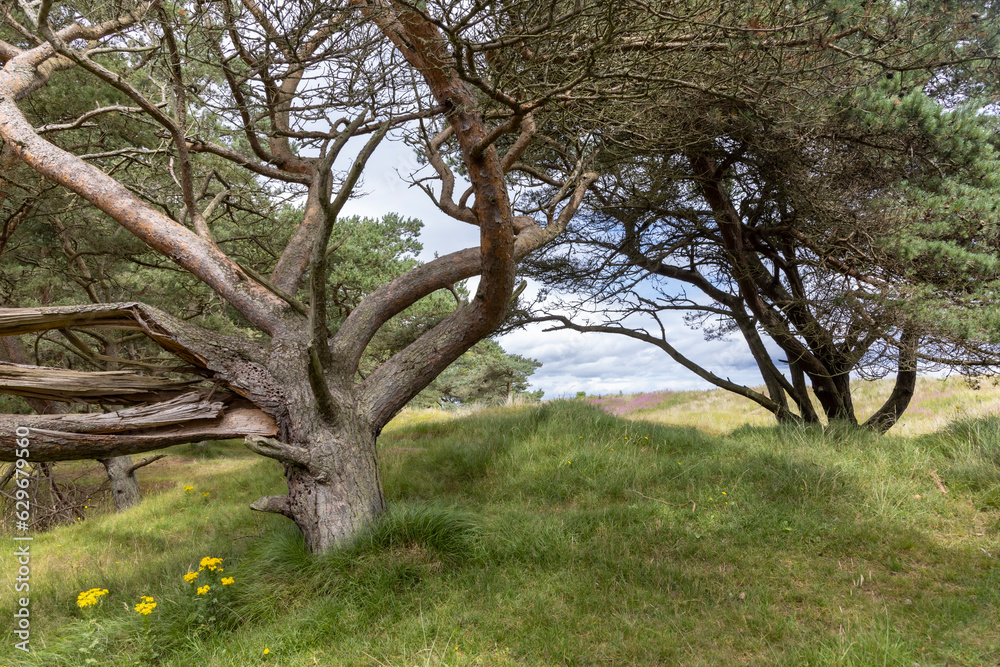 Summer in Tentsmuir National Park in north east Fife, Scotland.