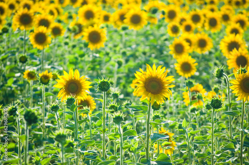 sunflower flowers on the field