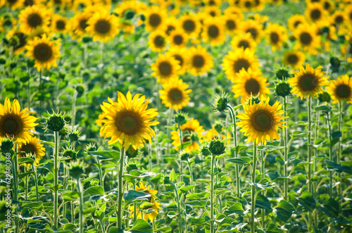 sunflower flowers on the field