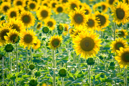 sunflower flowers on the field