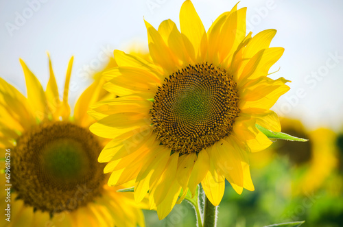 sunflower flowers on the field