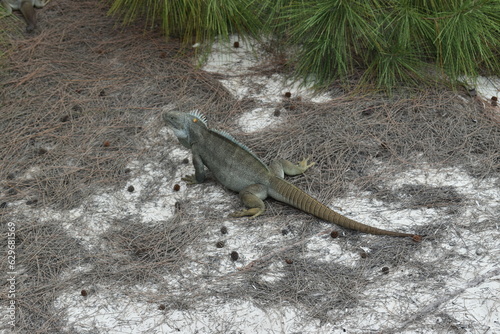 iguana - turks and caicos