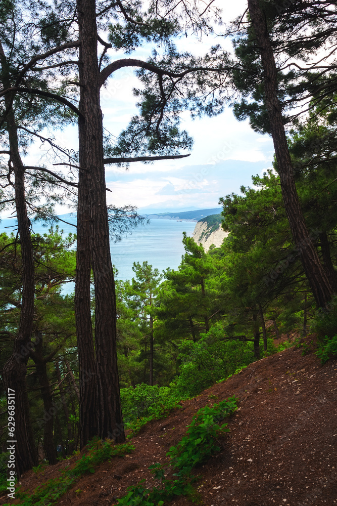 sea view from the cliff. Pine grove and seascape in summer sea view from the cliff. Pine grove and seascape in summer