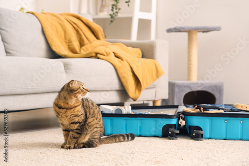 Scottish fold cat with suit...
