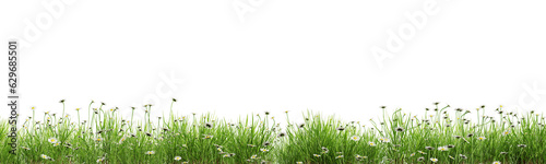 Green grass and daisies border isolated on transparent background. 3D render.