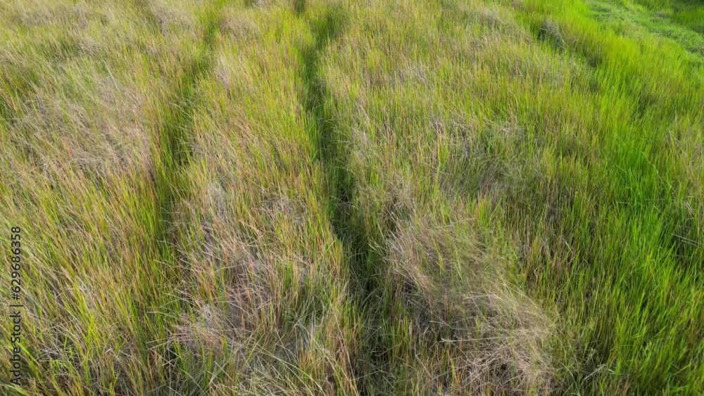 A field of tall grass at wetland. Aerial view A field of tall grass at wetland. Aerial view