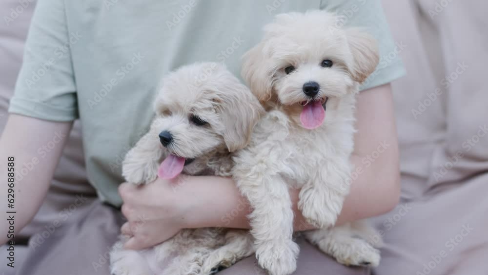 Cute puppies of the Maltipoo breed are resting in the arms of a girl on beautiful home. Beloved pet in the natural atmosphere. Cute puppies of the Maltipoo breed are resting in the arms of a girl on beautiful home. Beloved pet in the natural atmosphere.