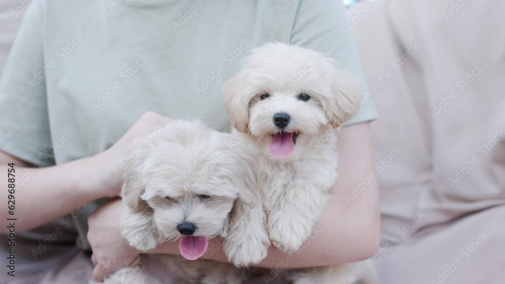 Cute puppies of the Maltipoo breed are resting in the arms of a girl on beautiful home. Beloved pet in the natural atmosphere. Cute puppies of the Maltipoo breed are resting in the arms of a girl on beautiful home. Beloved pet in the natural atmosphere.