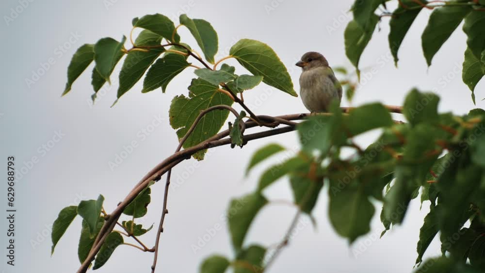 Sparrow on tree branches. Gray sparrow among green leaves. The bird is looking into the video camera Sparrow on tree branches. Gray sparrow among green leaves. The bird is looking into the video camera