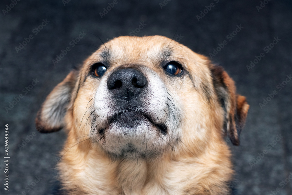 Portrait of a large dog looking up on a dark background Portrait of a large dog looking up on a dark background