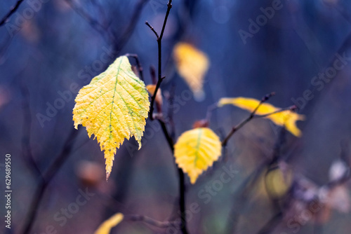 Tree branch with yellow leaves in the forest on a dark blurred background